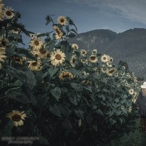 Sunflower Stroll