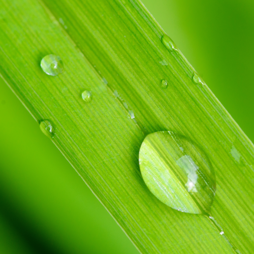 Water drops