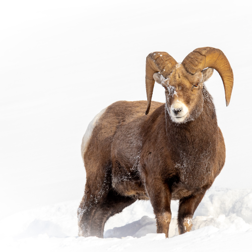 Snow Sheep