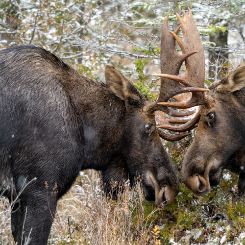 Head to Head