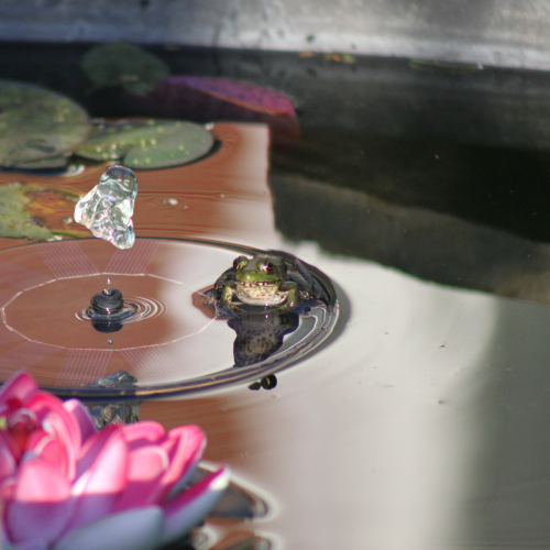 Frog and pond fountain
