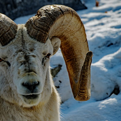 Dahl Sheep Ram 1