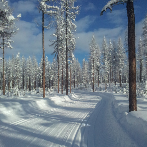 Fresh Snow On The Trails