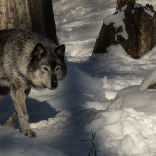 Gray Wolf In Winter 2