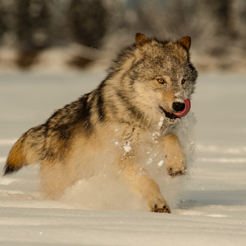 Gray Wolf Running 1