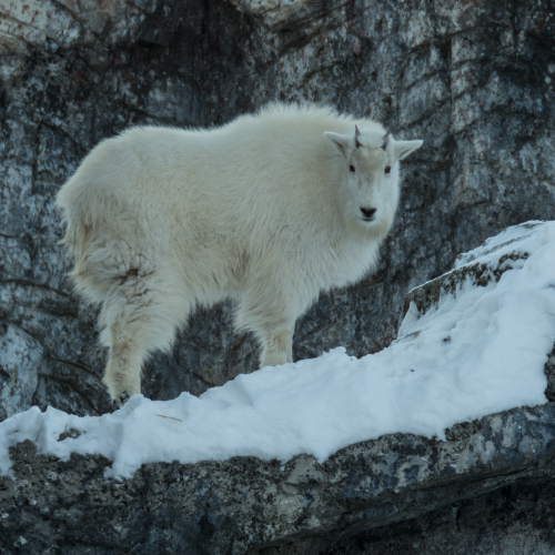 Kid Mountain Goat 2