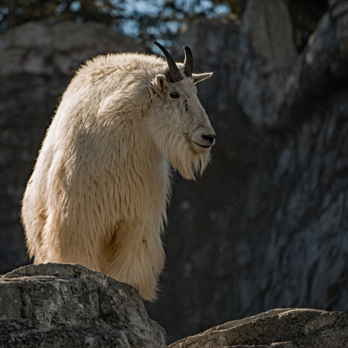 Mountain Goat 1