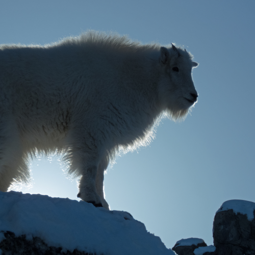 Mountain Goat Kid 1 Winter