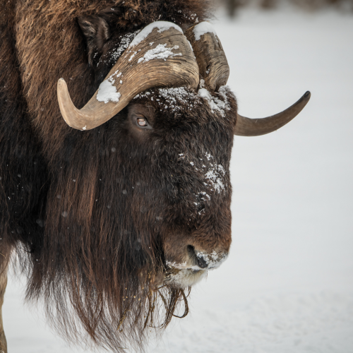 Musk Ox Winter 1