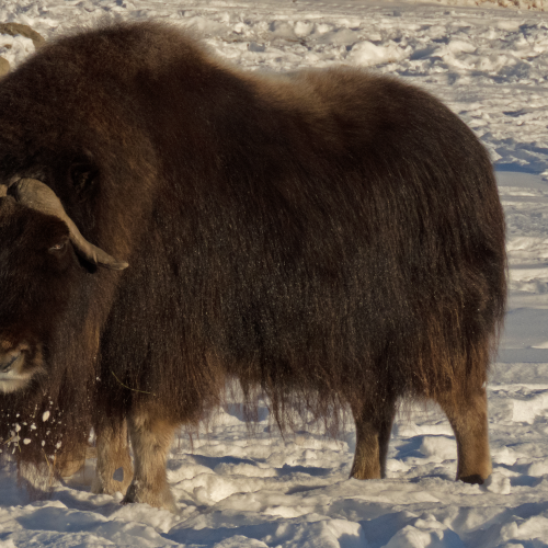 Musk Ox 1
