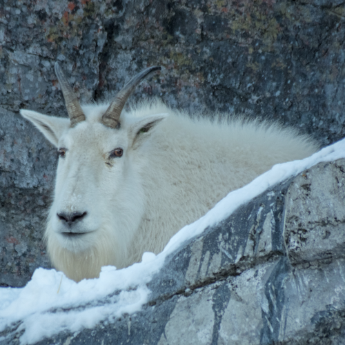 Nanny Mountain Goat 4