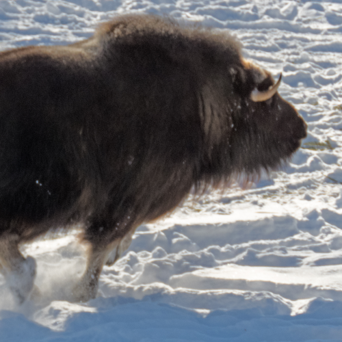 Running Muskox 1