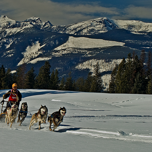 Sled Dog Races Bootleg Mountain