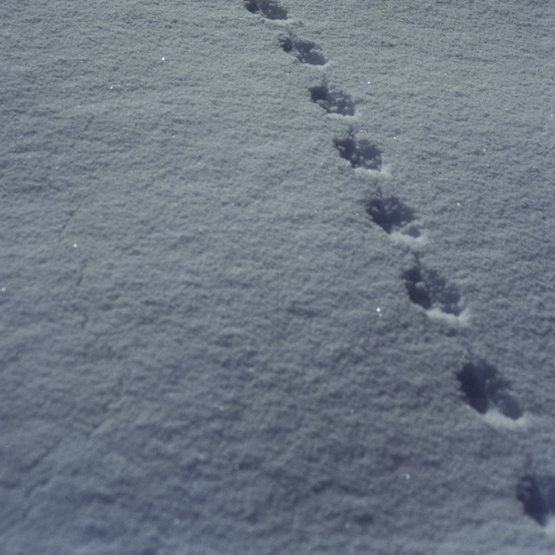 Snow Tracks 1