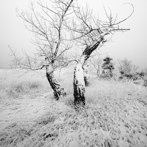 Snow Dancers