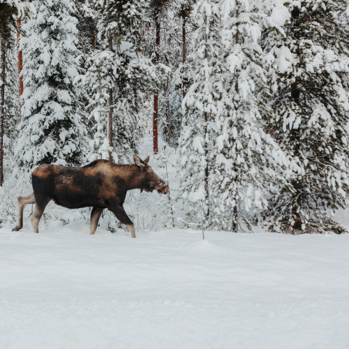 Winter Holidays in Banff National Park
