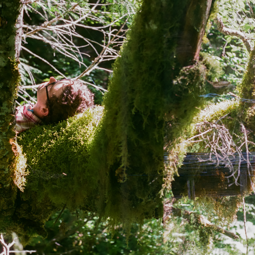 Forests of the Coastal Range
