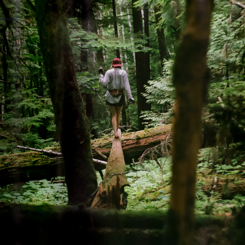 Forests of the Coastal Range