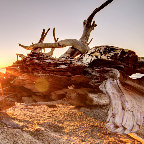 Tree stump sunset