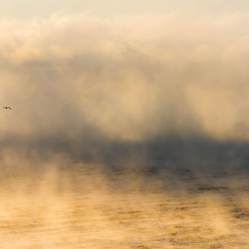 Gull in the morning Mist