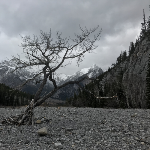 Lonely tree