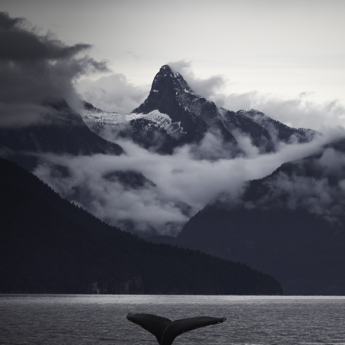 The whale and the mountain