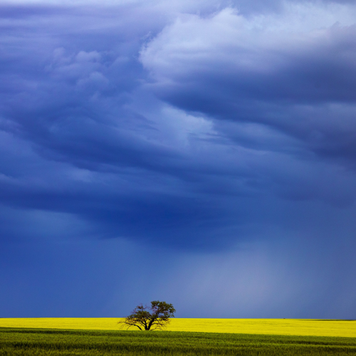 Lone Tree