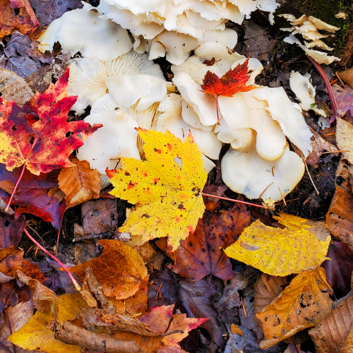 Where The Fungi Grows
