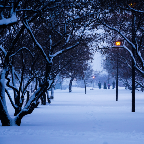 In the winter park 