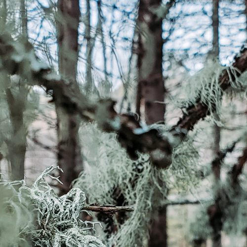 Hair Of The Woods