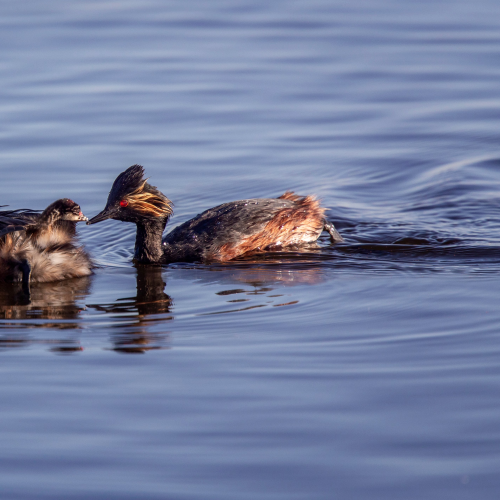Eared Grebe