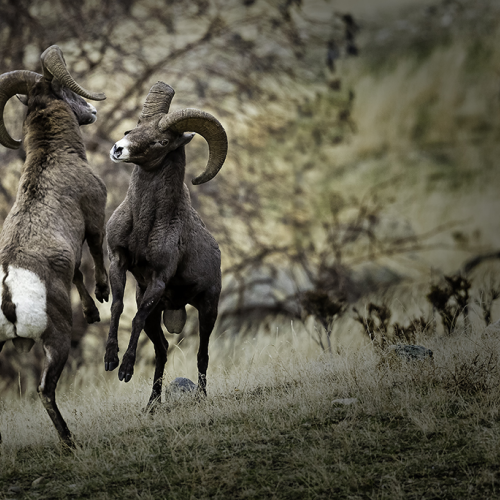 Bighorns in Battle