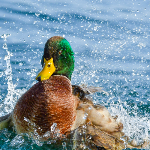 Mallard knows to create a splash