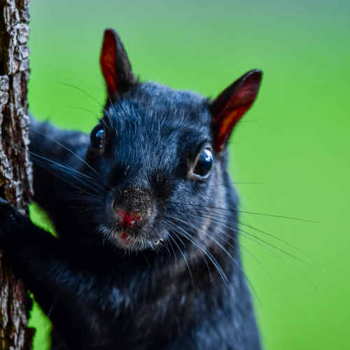 Something on your Nose Mr.Squirrel