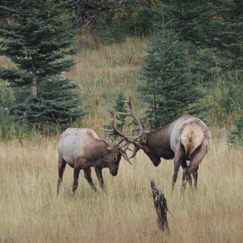 Elk duel in Banff National Park