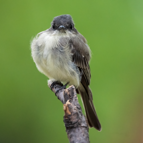 Eastern Phoebe
