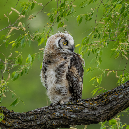 Great Horned Owl