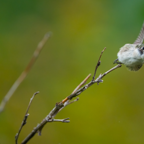 Ruby Throated Hummingbird Launch