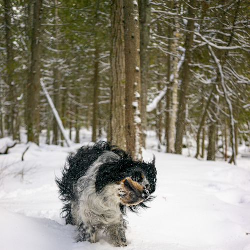 Dog Days of Winter 