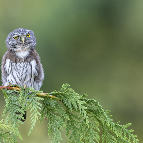 Rough night for this Northern Pygmy Owl 