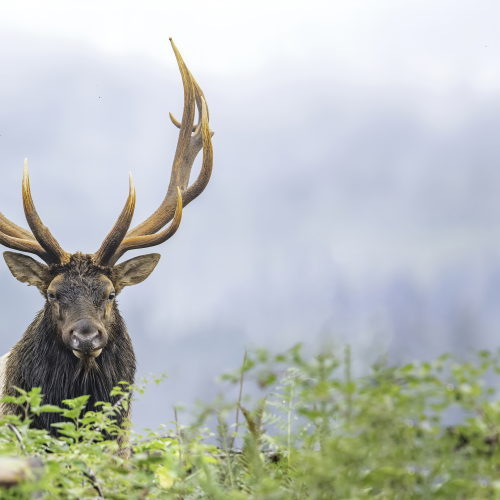 Curious Roosevelt Bull Elk 