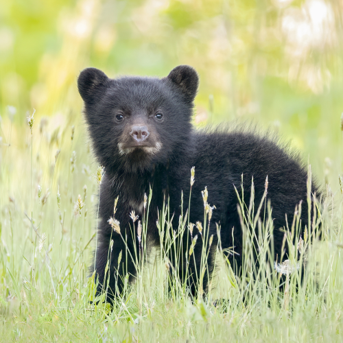 Curious bear cub 
