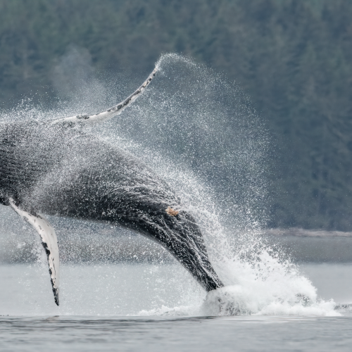 Humpback Whale Breaching 
