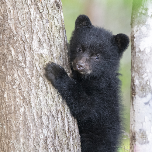 Tree climbing 