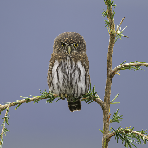 Grumpy 