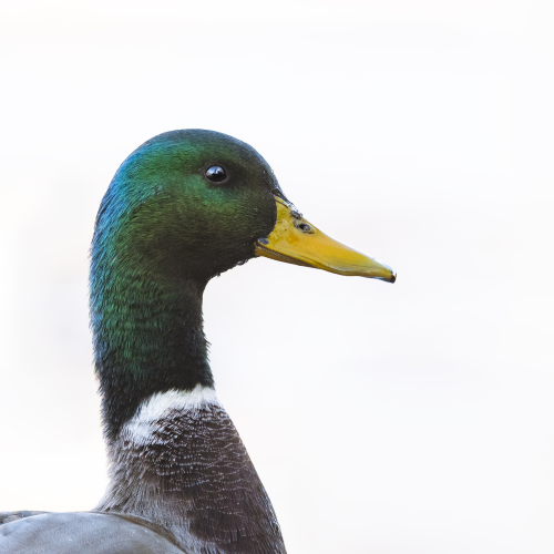 Mallard Portrait