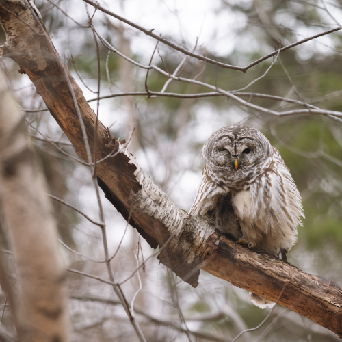 Grumpy Owl
