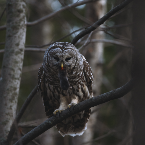 A Long-Awaited Prey
