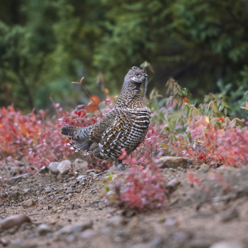 Female Spruce Grouse in Autumn Vegetation