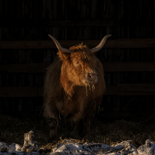 Highland ox .